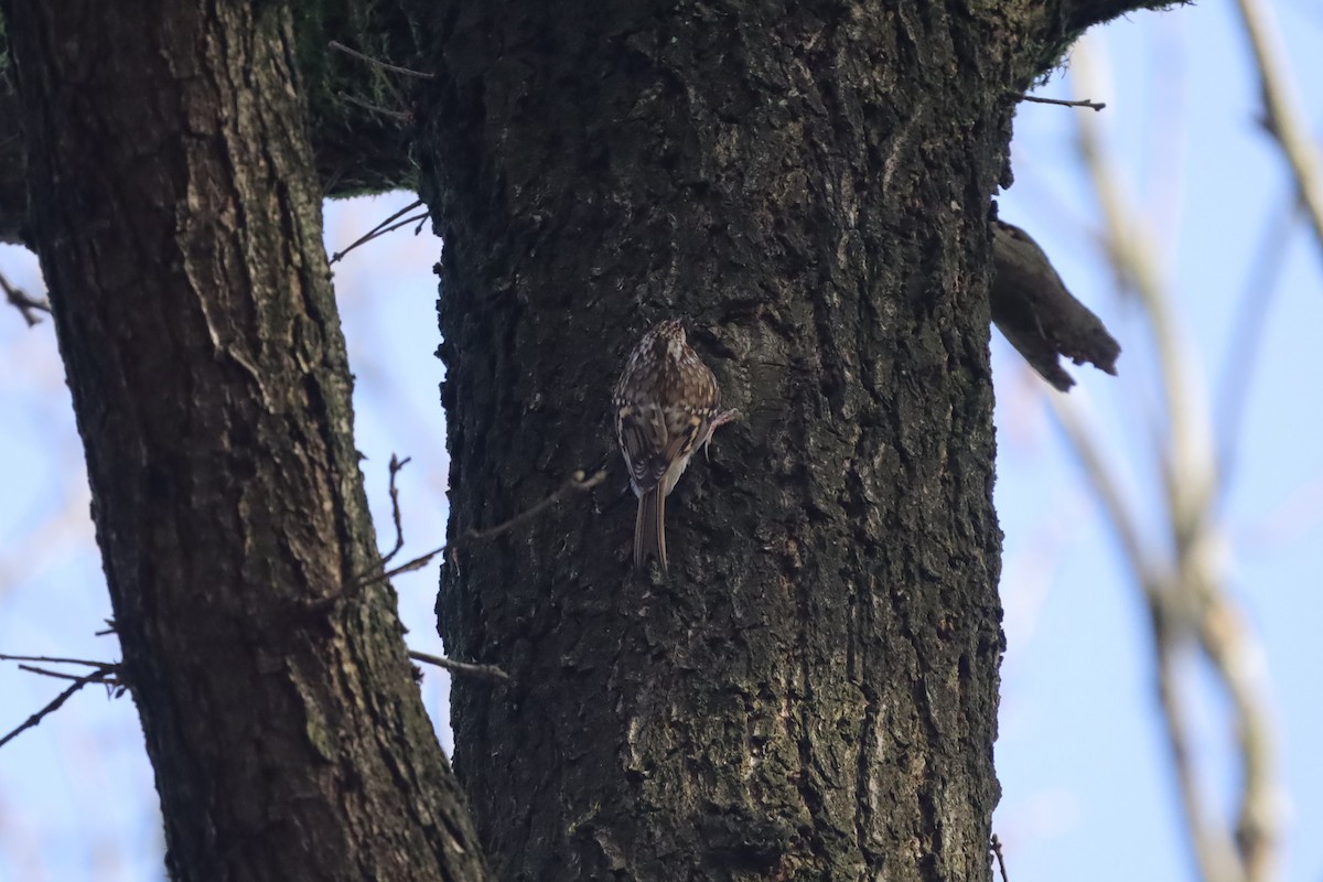 Eurasian Treecreeper - ML645048885