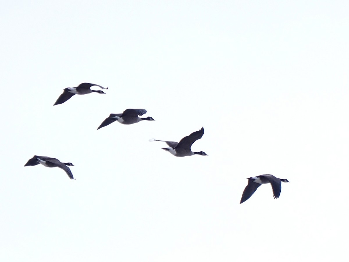 Canada Goose - ML645048886