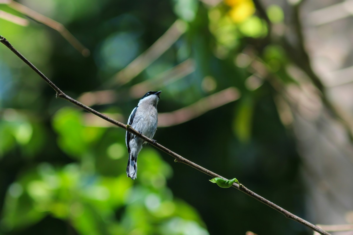 Bar-winged Flycatcher-shrike - ML645048887