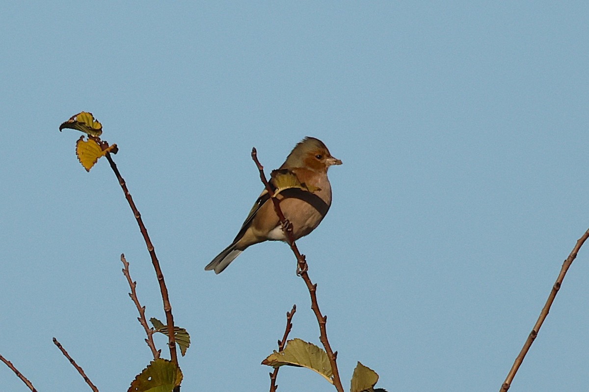 Common Chaffinch - ML645048889
