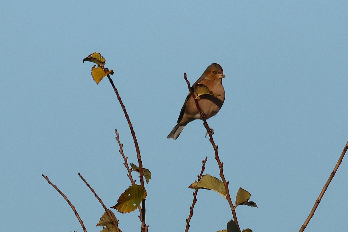 Common Chaffinch - ML645048890