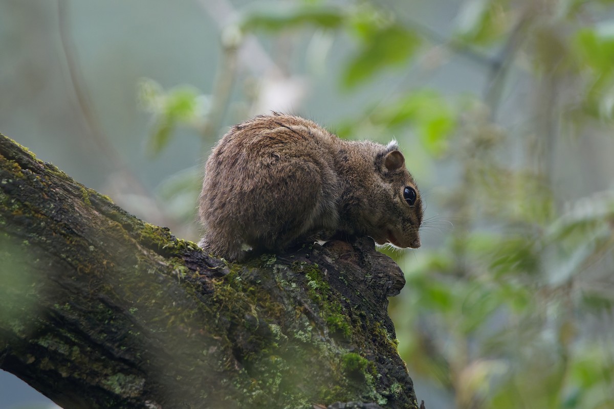 Mammals - ML645048891