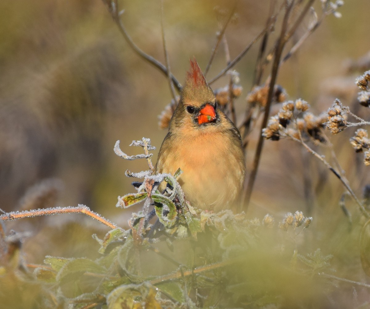 Northern Cardinal - ML645048892