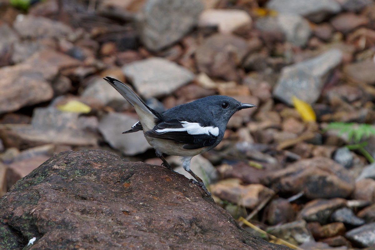Oriental Magpie-Robin - ML645048893