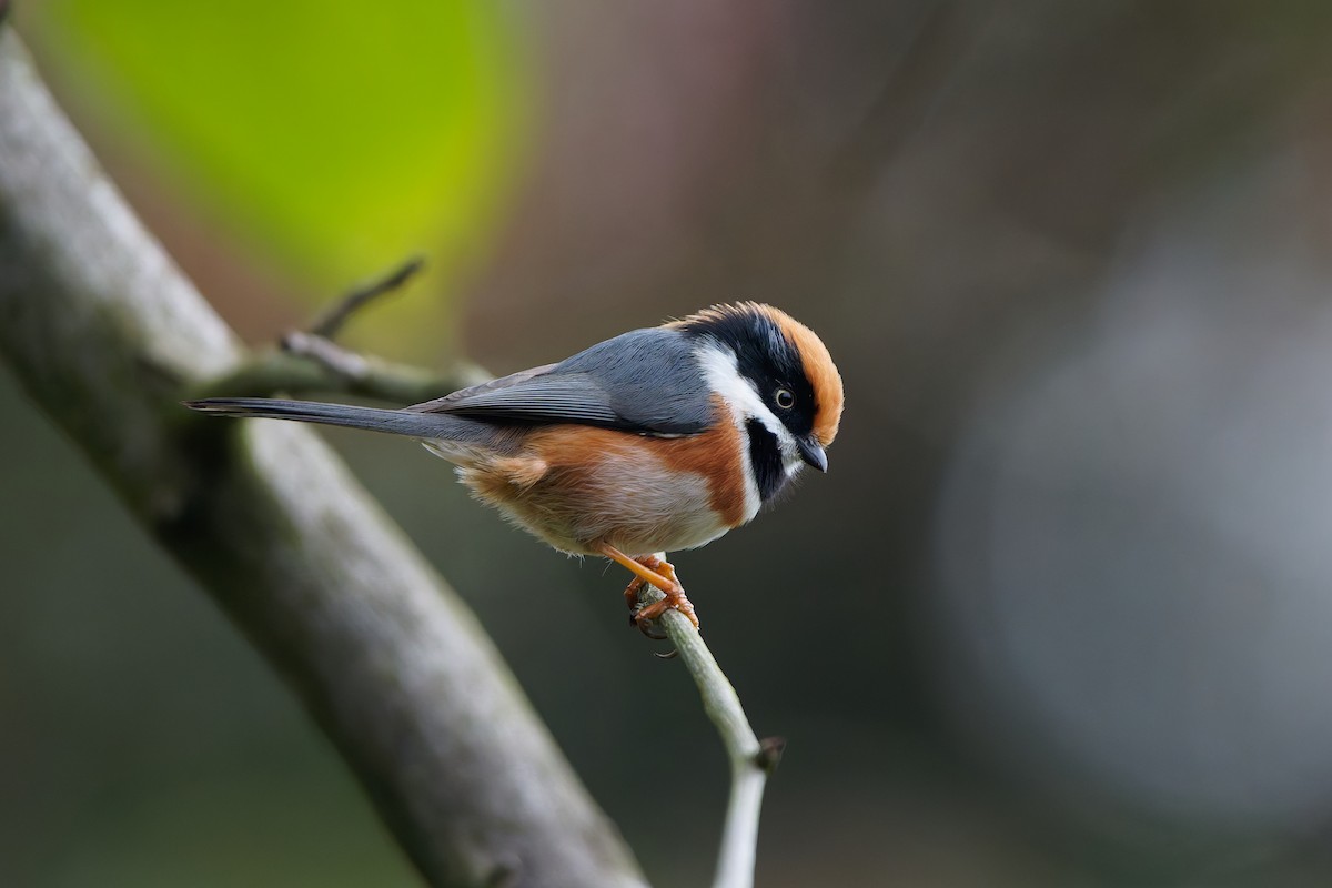 Black-throated Tit - ML645048894