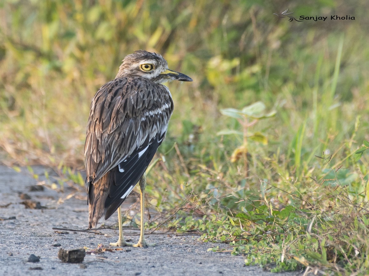 Indian Thick-knee - ML645048895