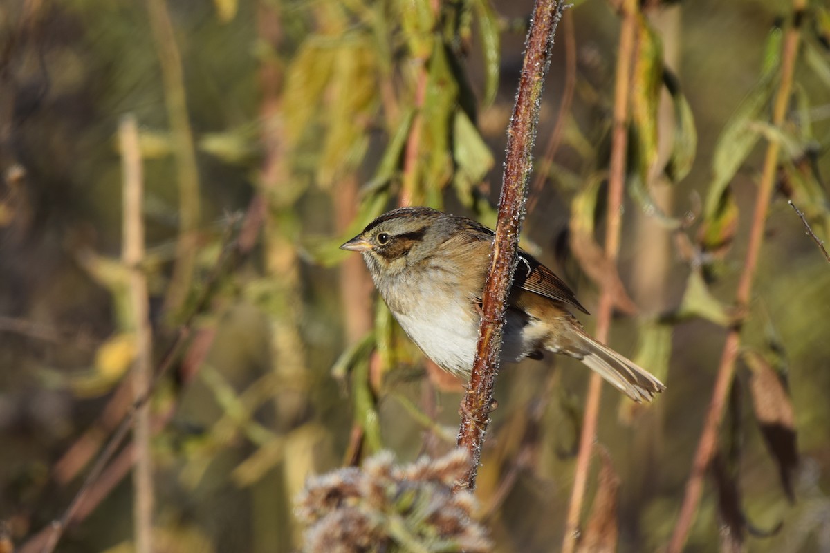 Swamp Sparrow - ML645048896