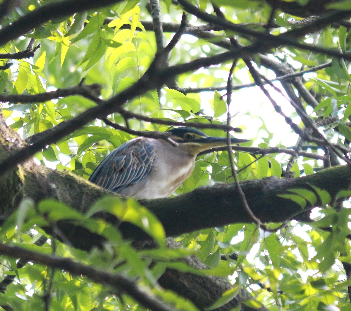 Little Heron - ML645048898