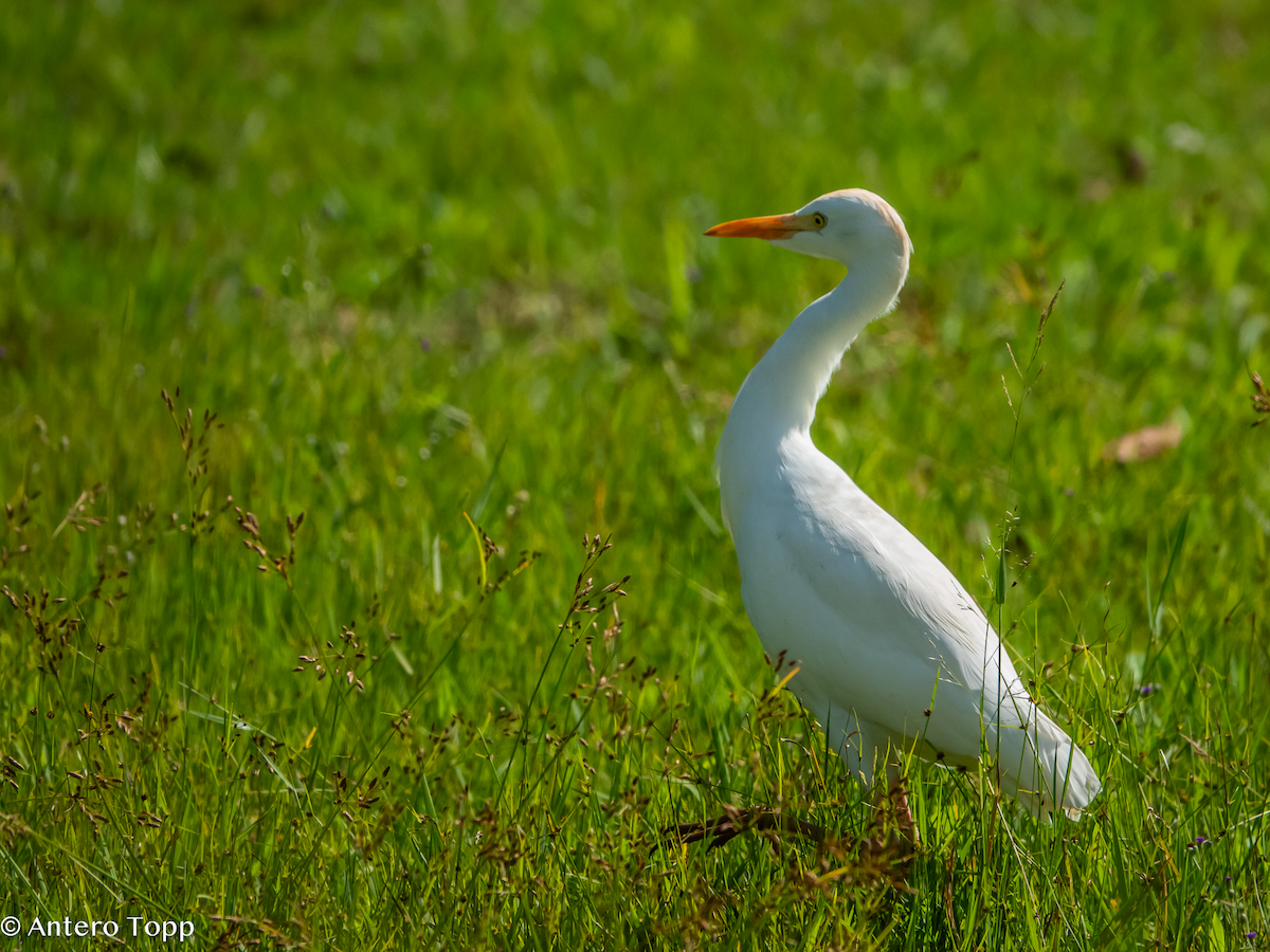 Western Cattle-Egret - ML645048901