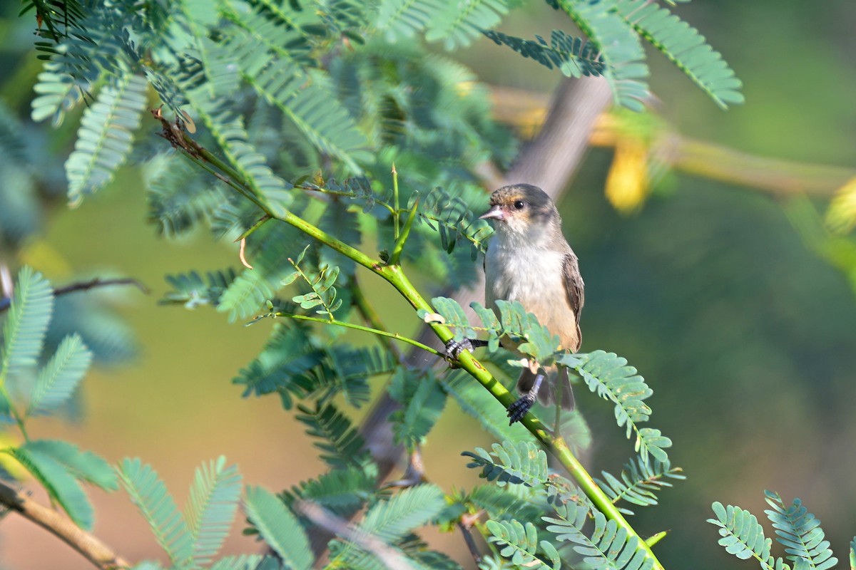 Mouse-colored Penduline-Tit - ML645048902