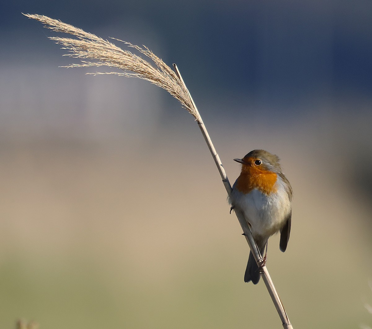 European Robin - ML645048903