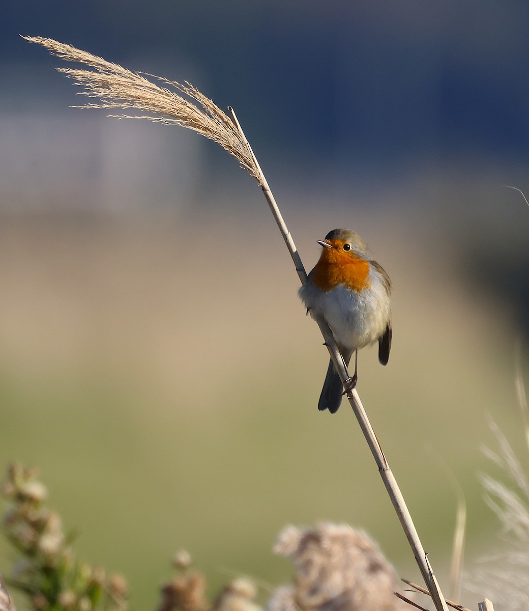 European Robin - ML645048904