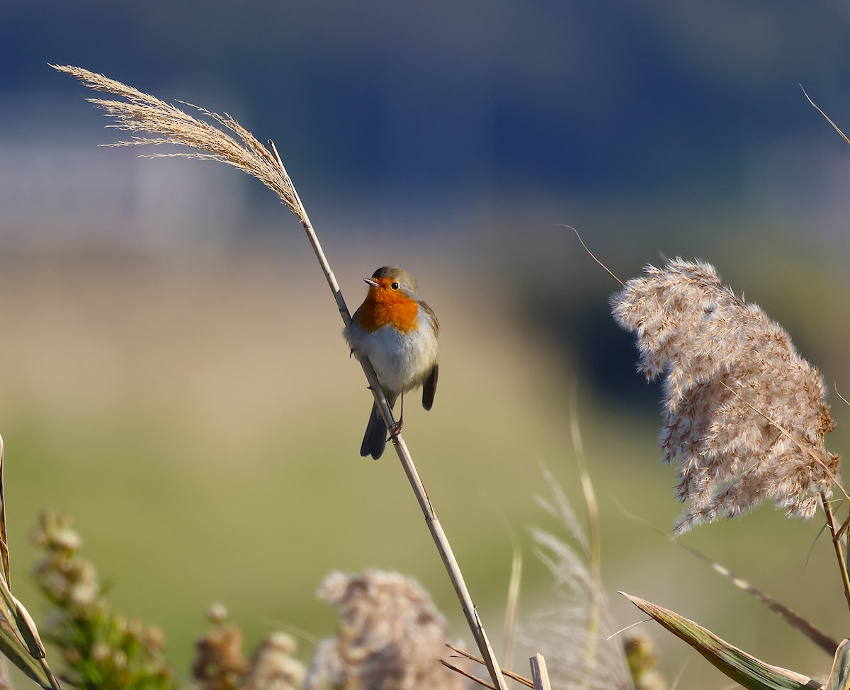 European Robin - ML645048905