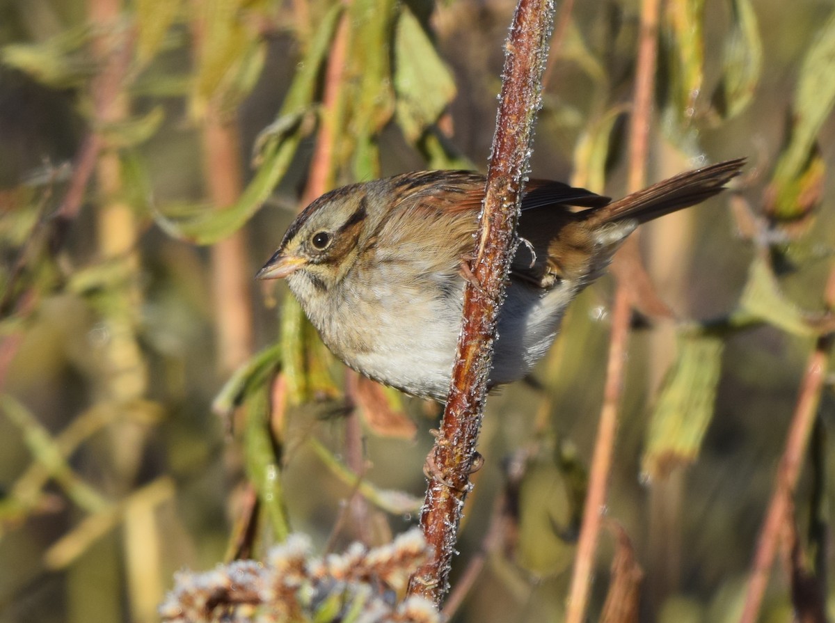 Swamp Sparrow - ML645048906