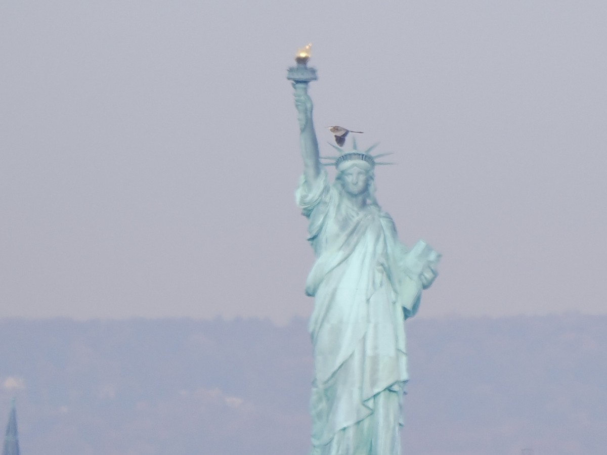 Great Blue Heron (Great Blue) - ML645048907