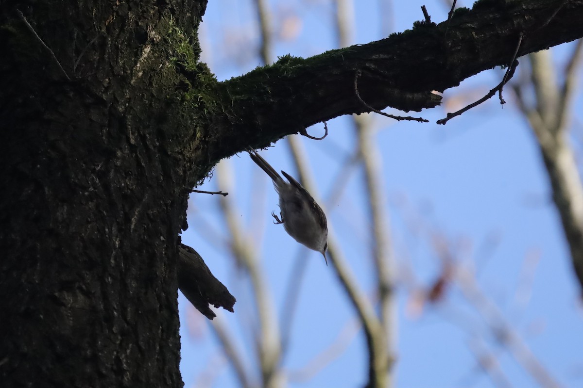 Eurasian Treecreeper - ML645048908