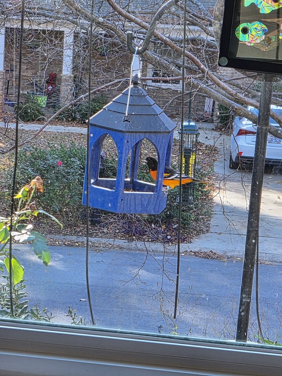 Baltimore Oriole - ML645048909