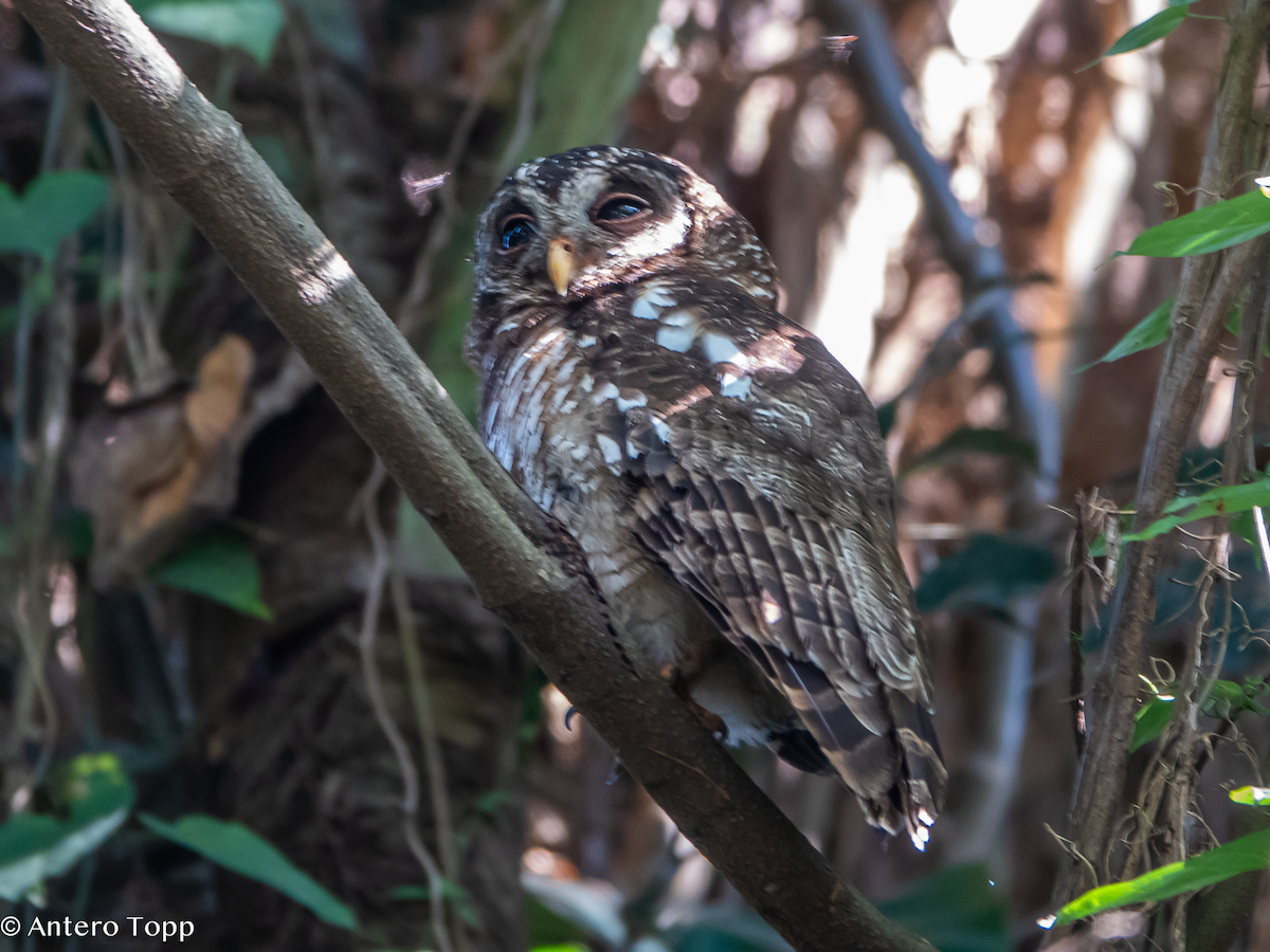 African Wood-Owl - ML645048912