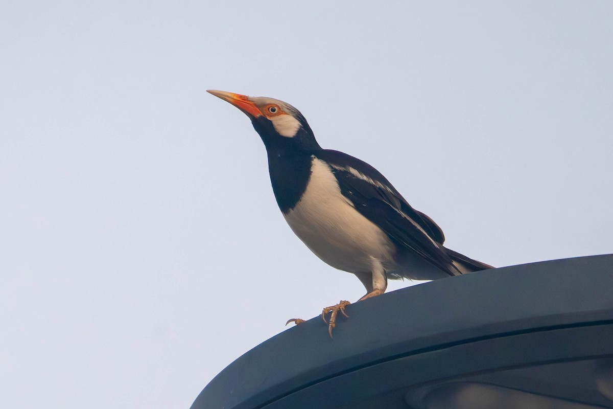 Siamese Pied Starling - ML645048913