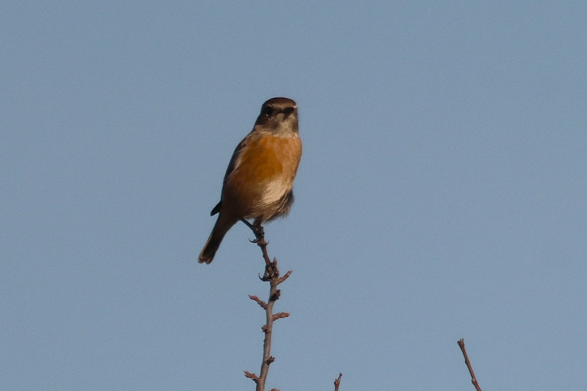 European Stonechat - ML645048914