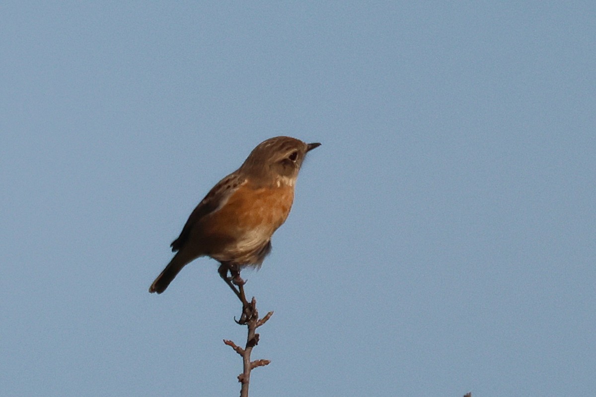 European Stonechat - ML645048915