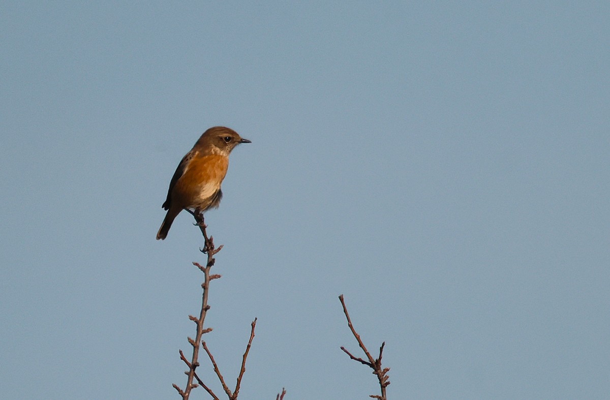 European Stonechat - ML645048916