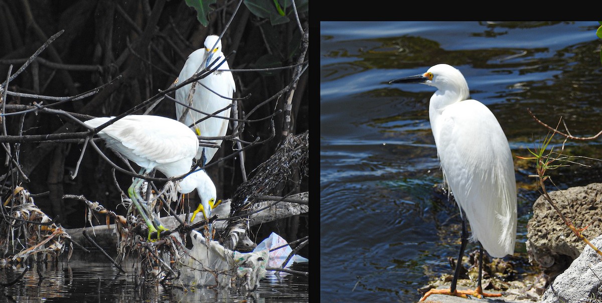 Snowy Egret - ML645048917