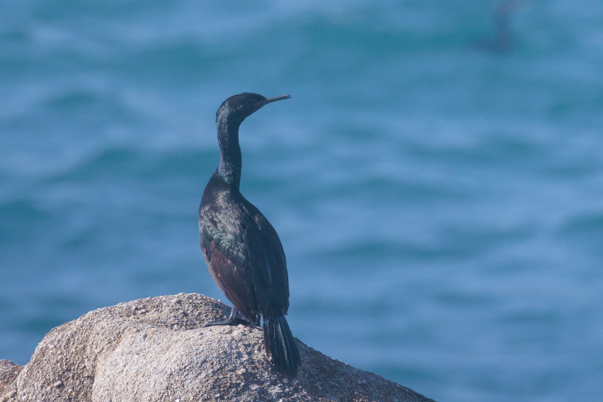 Pelagic Cormorant - ML645048927