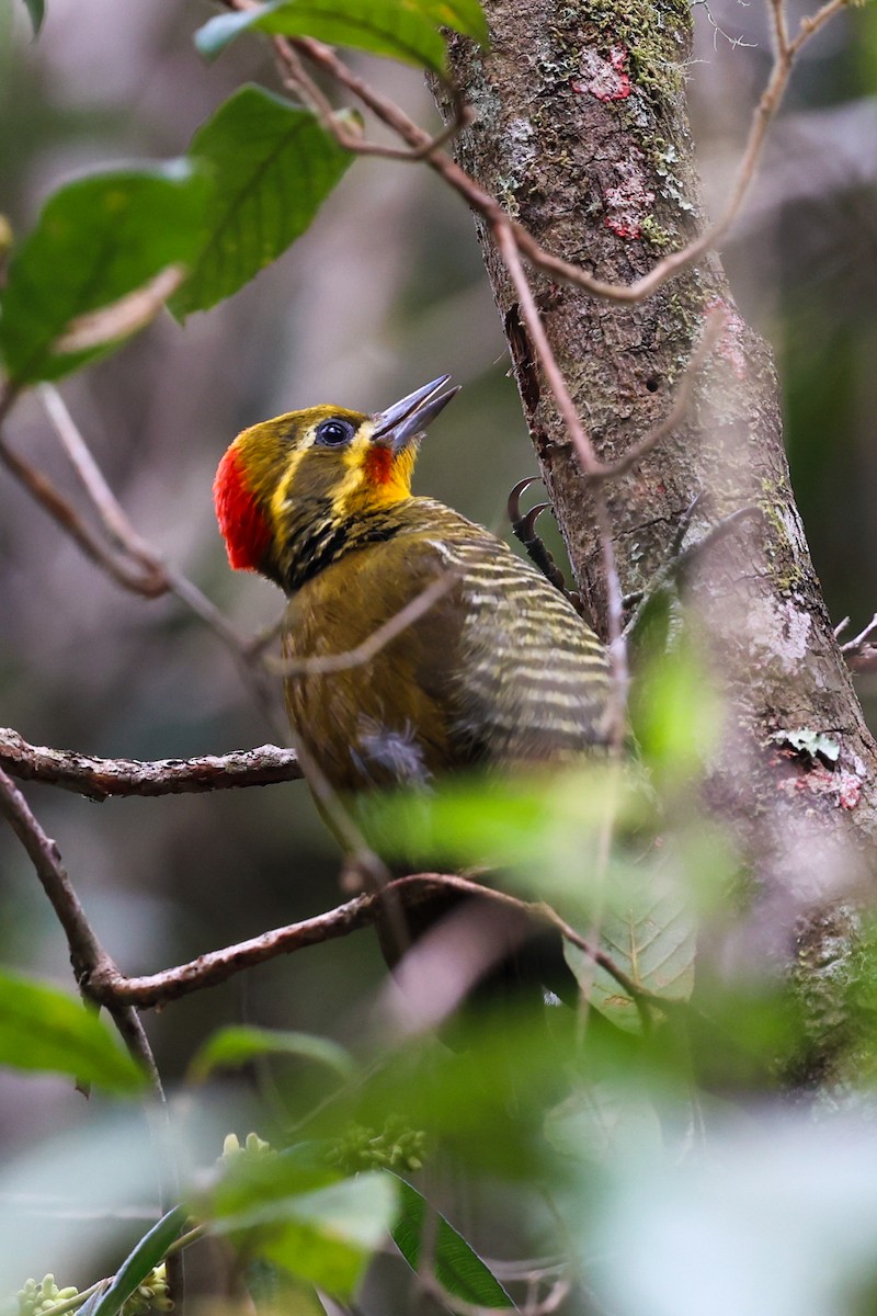 Altın Kaşlı Ağaçkakan - ML645048929