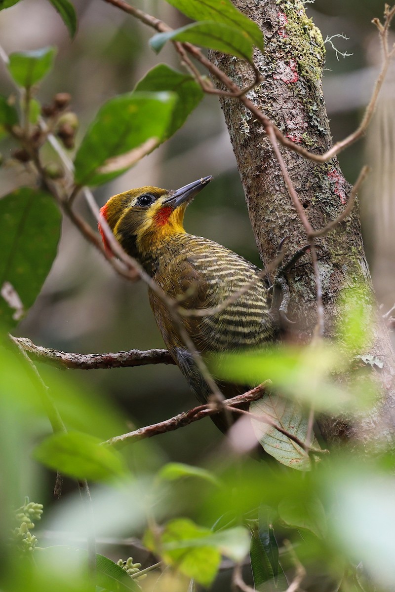 Altın Kaşlı Ağaçkakan - ML645048931