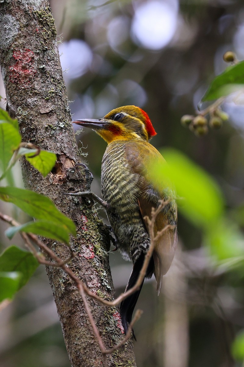 Altın Kaşlı Ağaçkakan - ML645048932