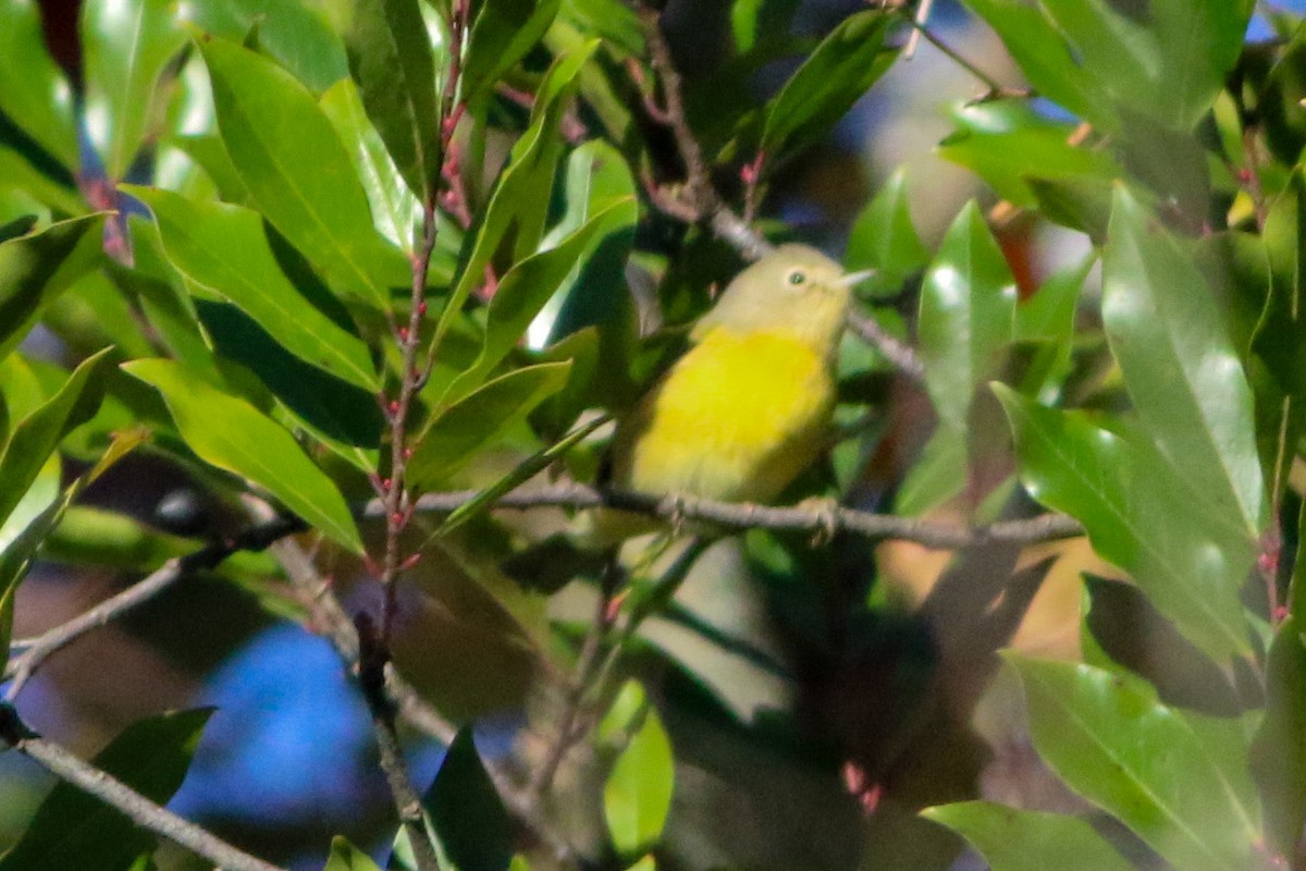 Nashville Warbler - ML645048961