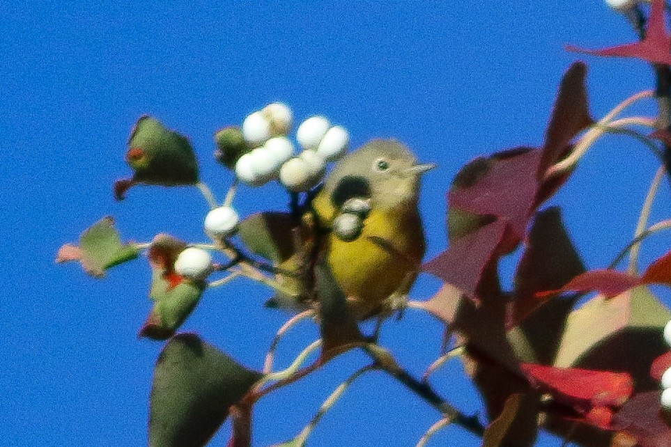 Nashville Warbler - ML645048962