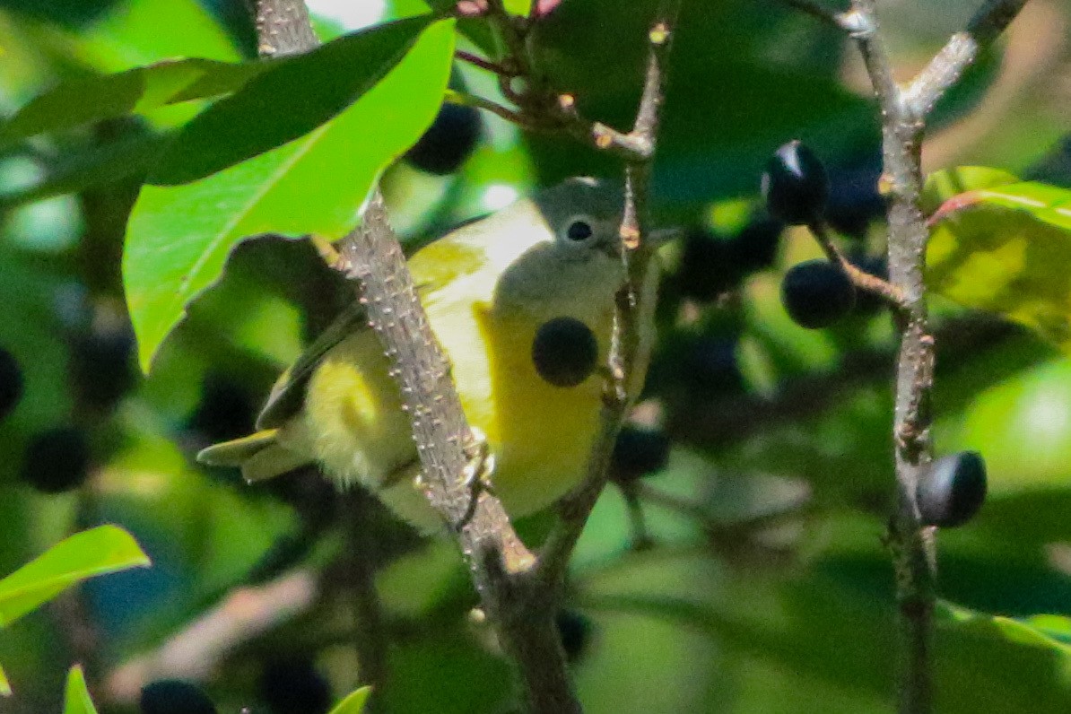 Nashville Warbler - ML645048963