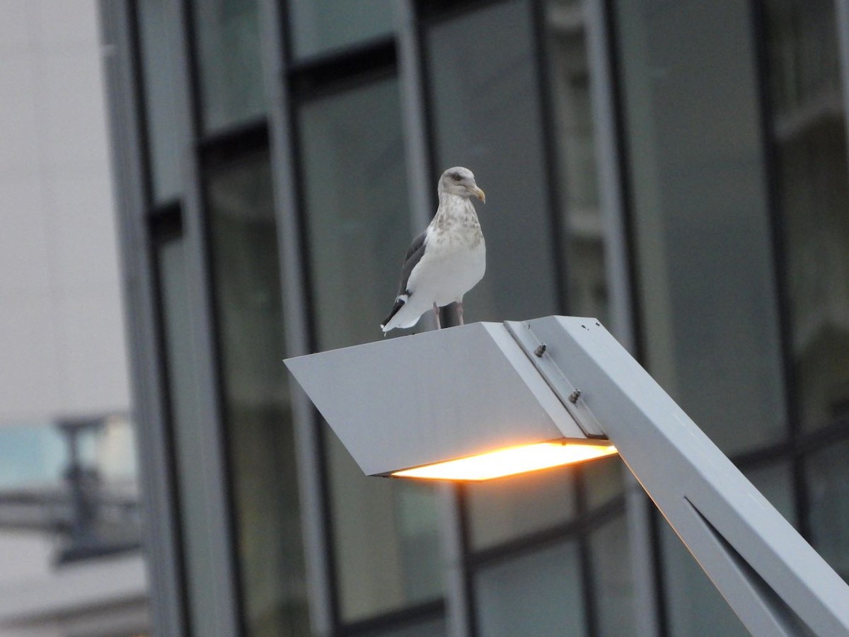Slaty-backed Gull - ML645048964
