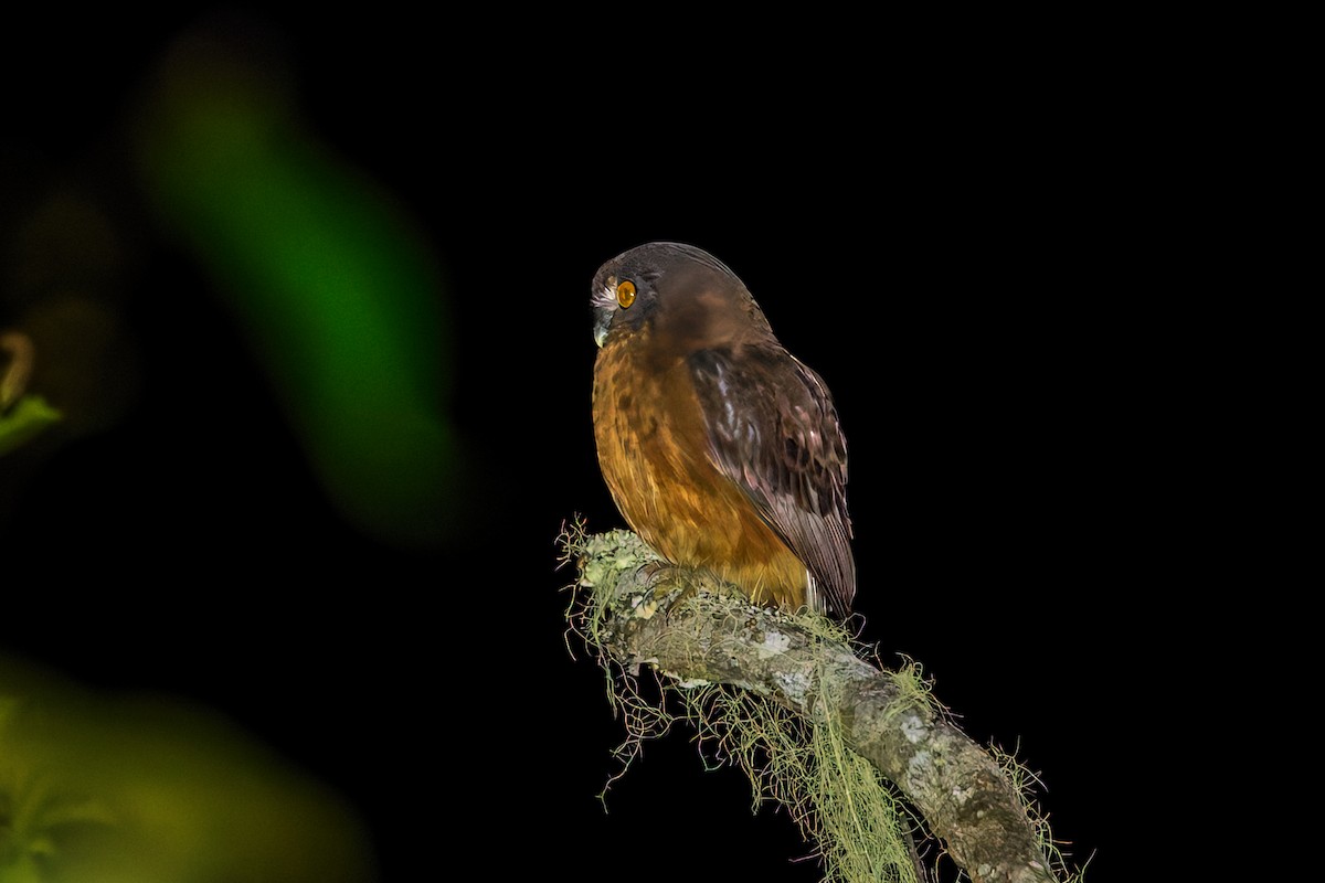 Papuan Boobook - ML645048968