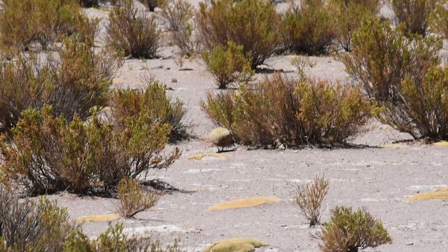 Puna Tinamusu - ML645048969