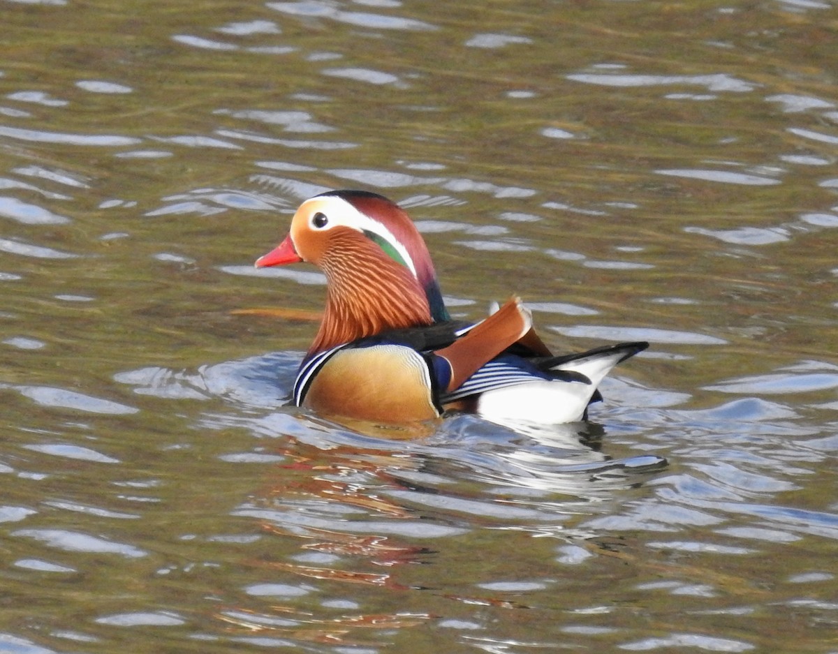 Mandarin-ahatea - ML645048999