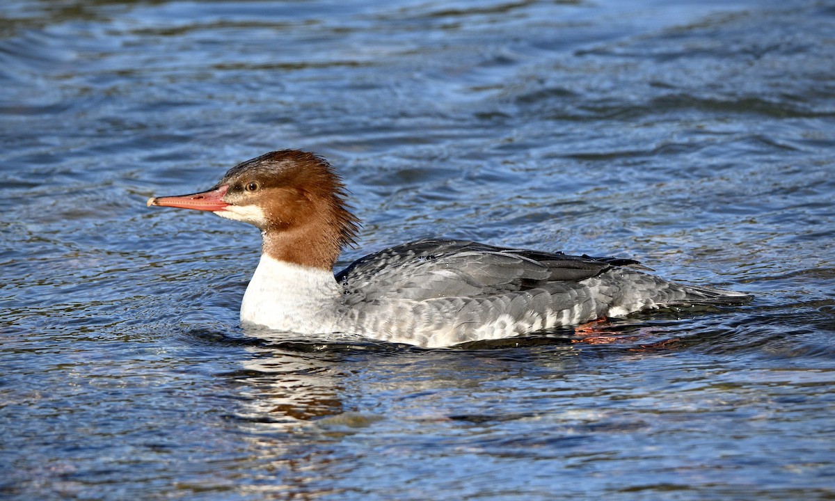 Крех великий - ML645049005