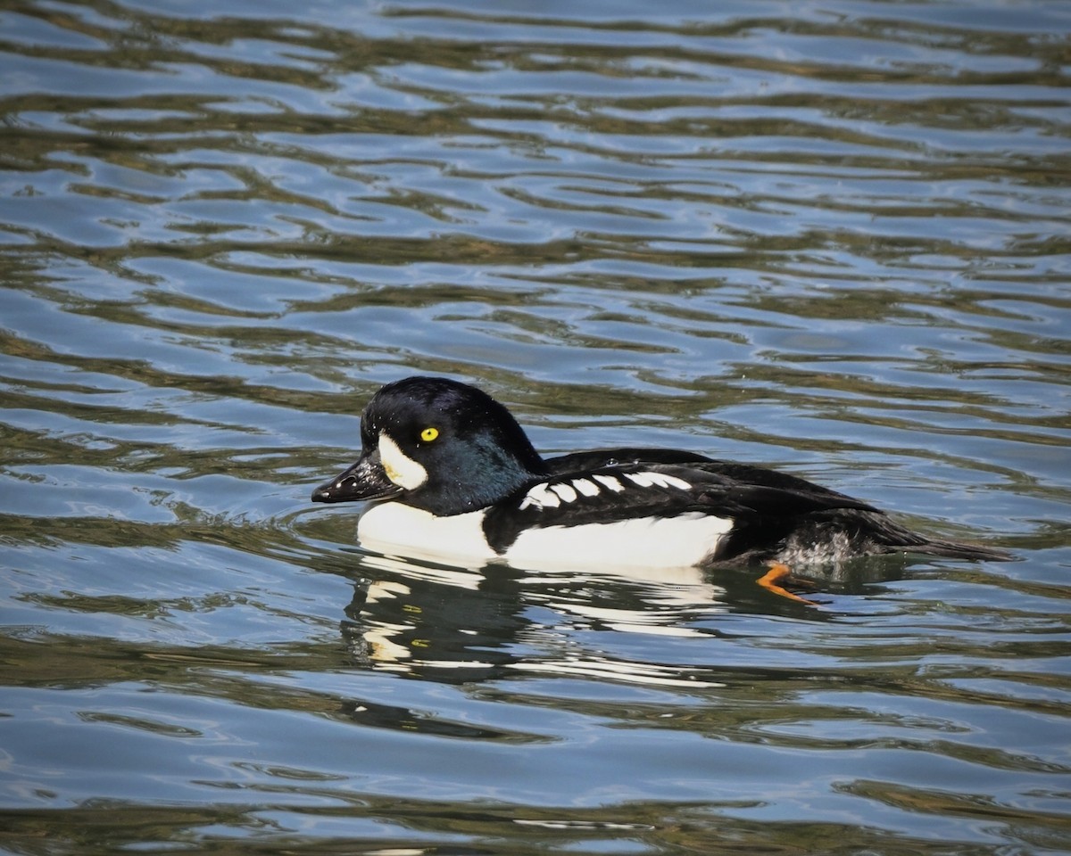 Гоголь ісландський - ML645049035