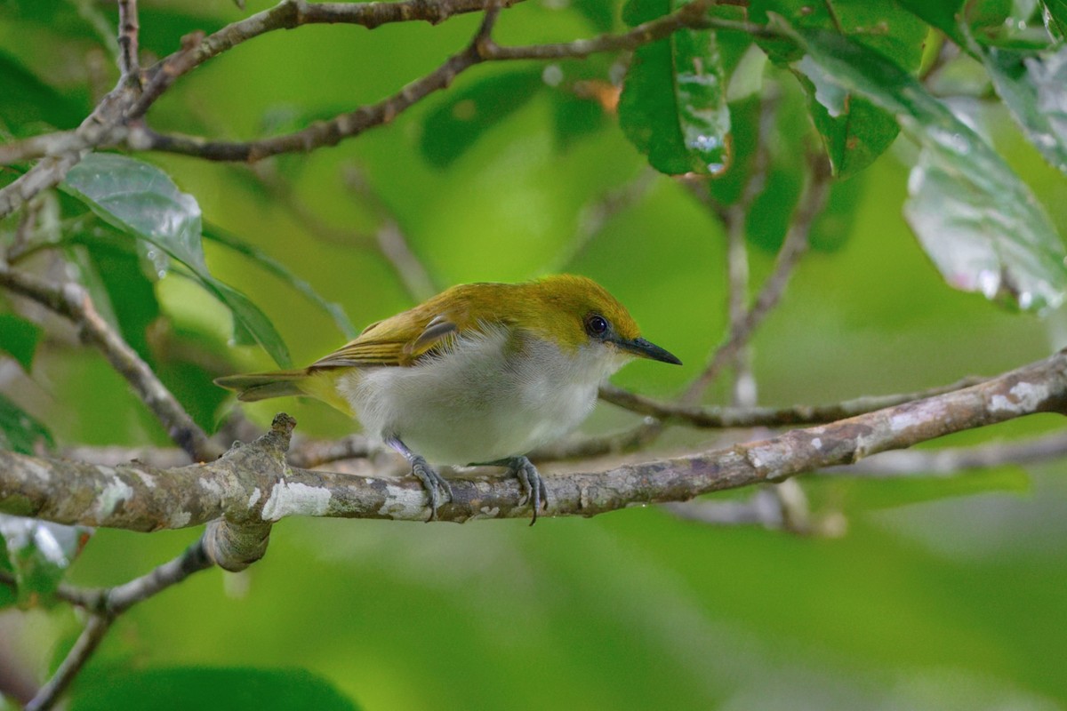 Guadalcanal White-eye - ML645049068