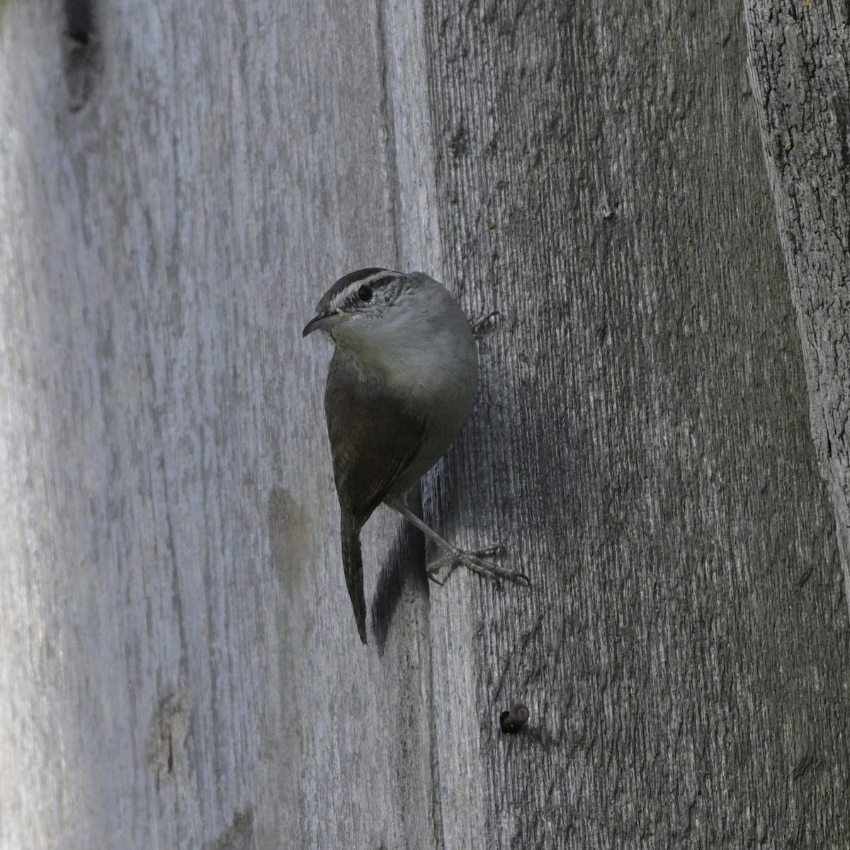 Підбуреник - ML645049077