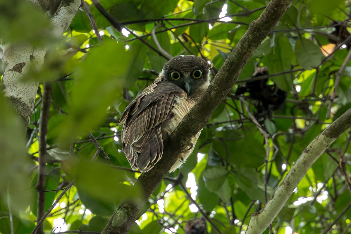 Рыжая иглоногая сова - ML645049079