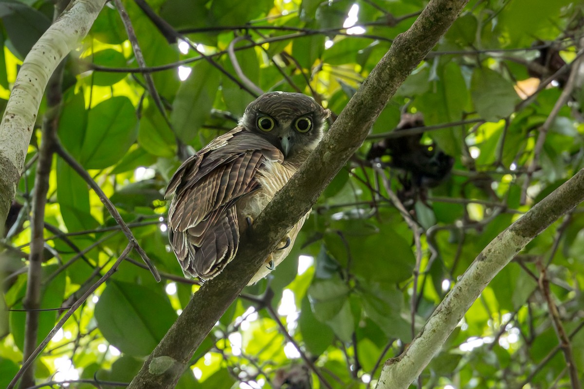 Рыжая иглоногая сова - ML645049080