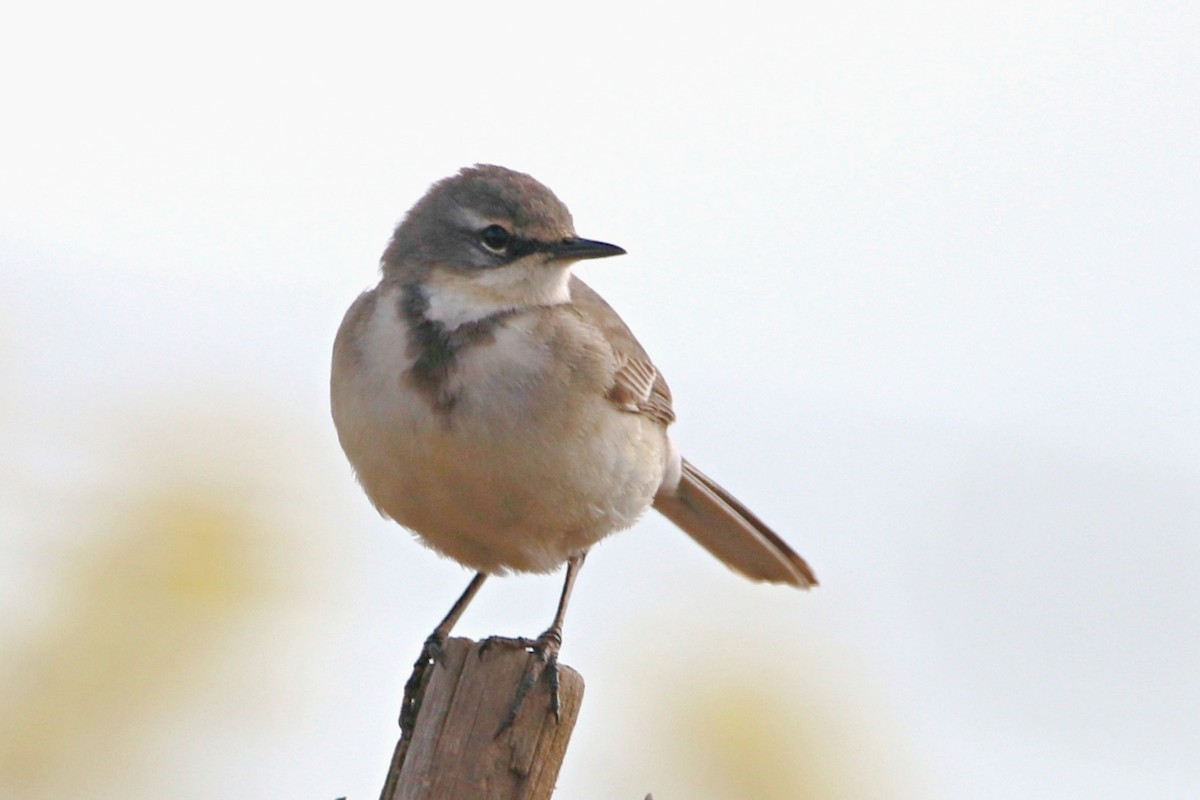 Cape Wagtail - ML645049084