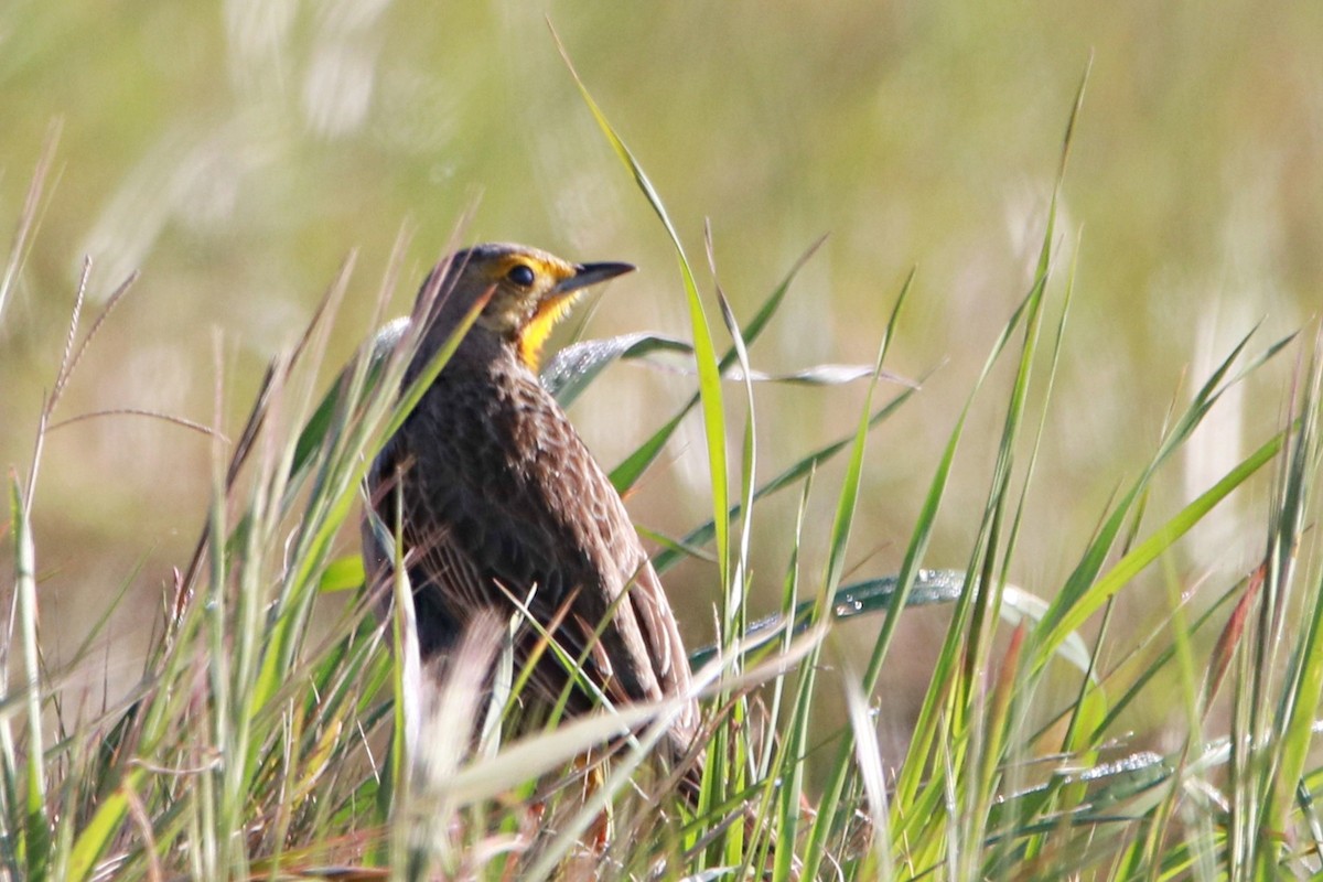 Orange-throated Longclaw - ML645049090