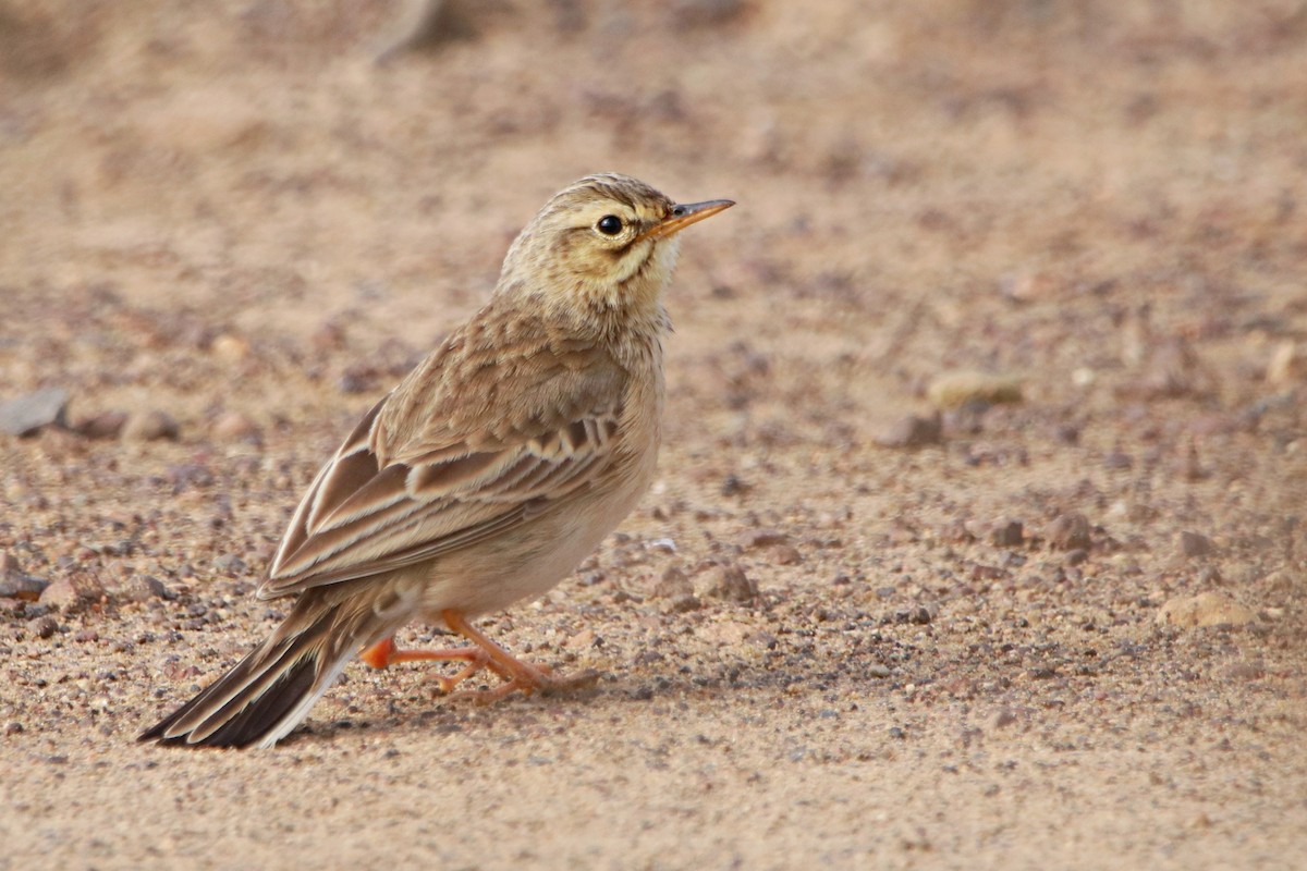 African Pipit - ML645049098