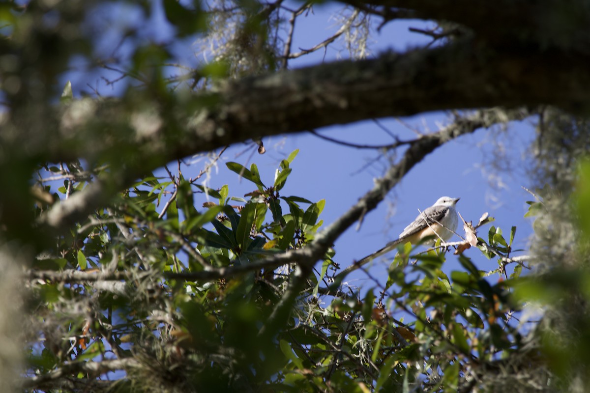 Scissor-tailed Flycatcher - ML645049101