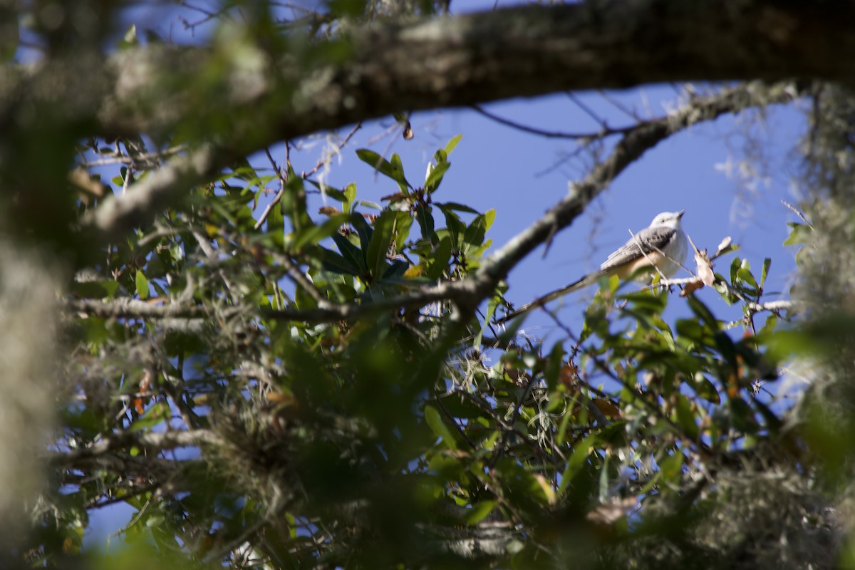 Scissor-tailed Flycatcher - ML645049102