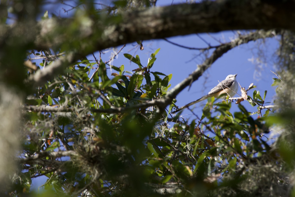 Scissor-tailed Flycatcher - ML645049103